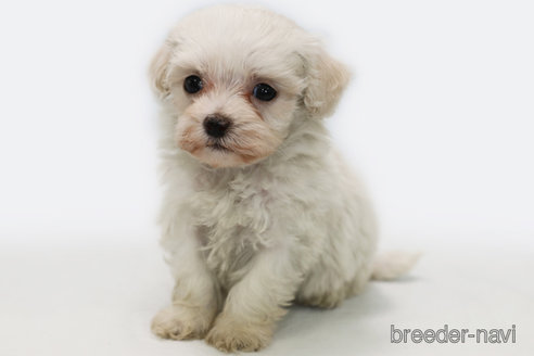 成約済の神奈川県のマルプー:マルチーズ×トイプードル-303396の2枚目